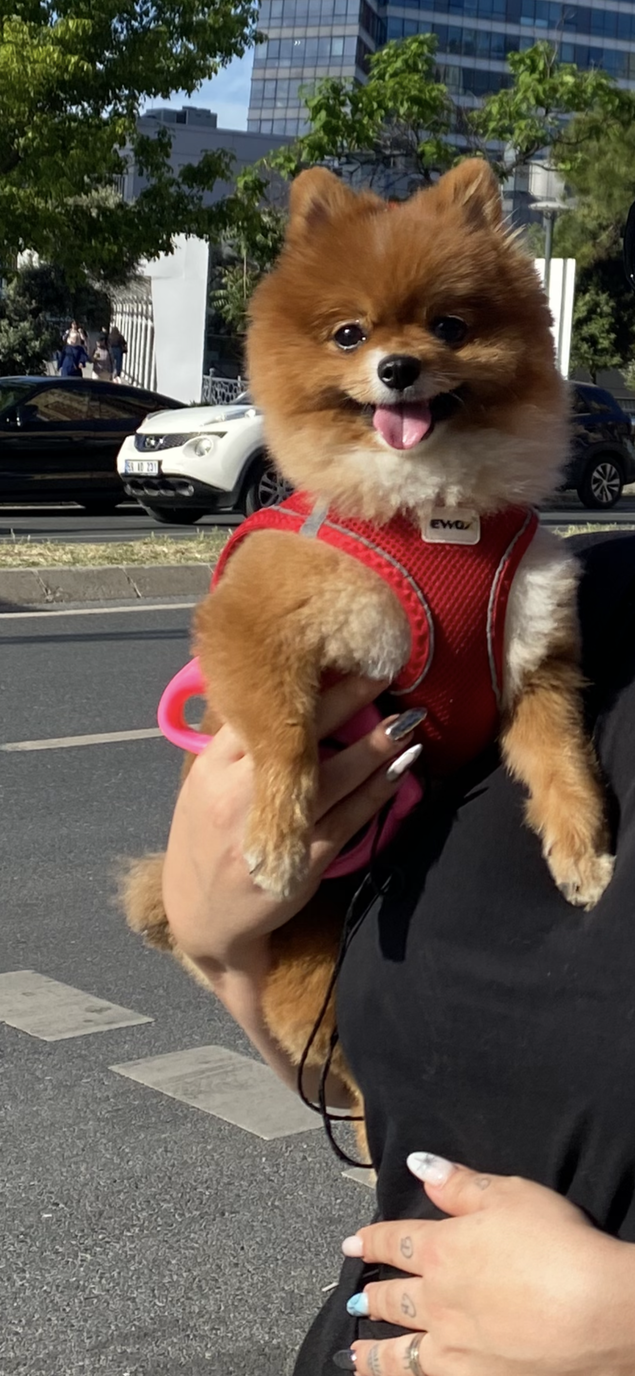 2 yaşında dişi pomerianımı çiftleştirmek için erkek pomerian arıyorum