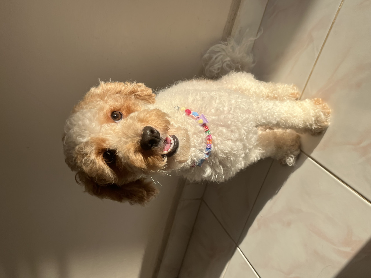 2,5 yaşında sağlıklı ve oyuncu (Toy Poodle) Cookie için uygun bir eş adayı arıyoruz