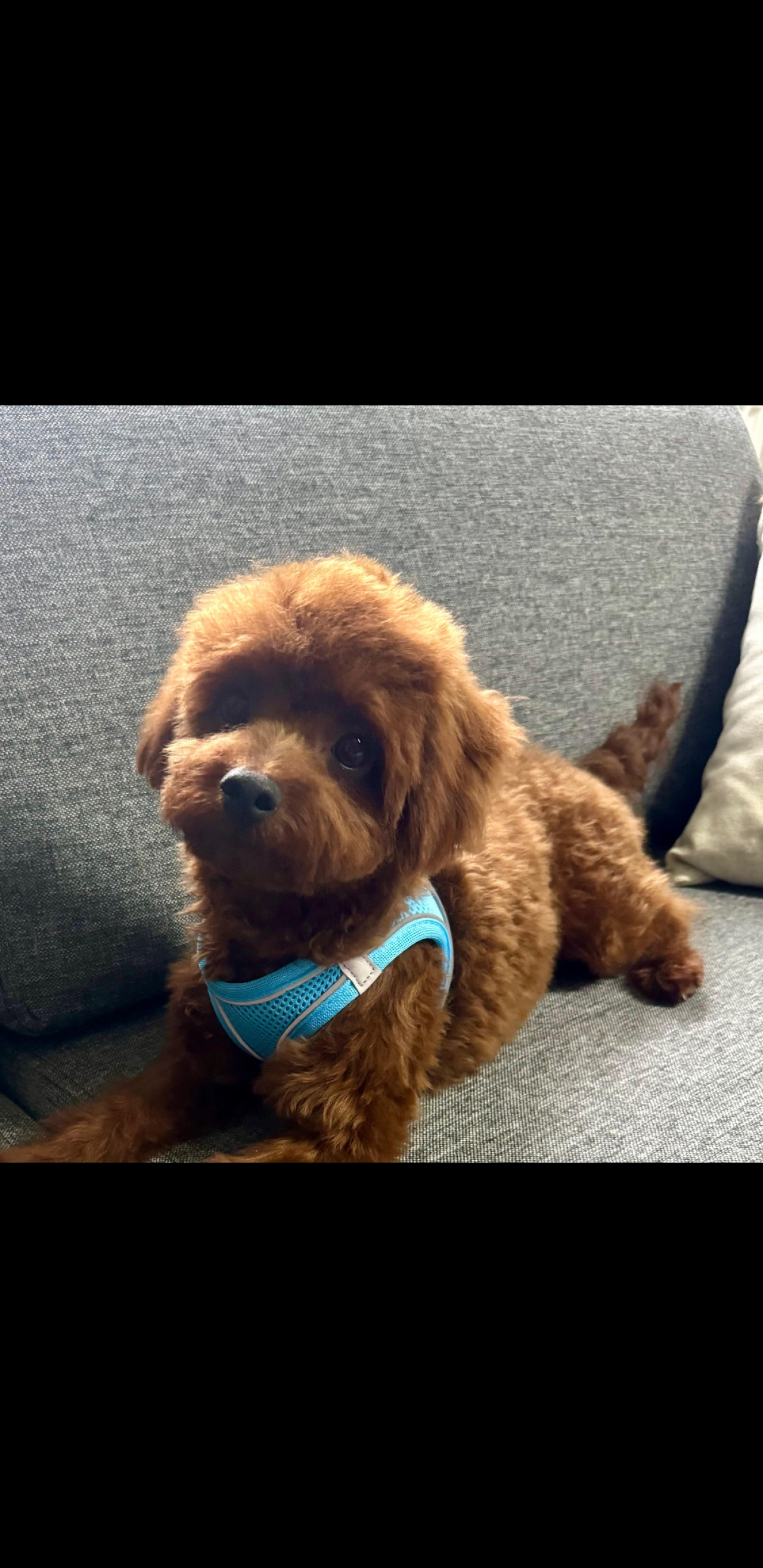 Gofrik bey eş arıyor