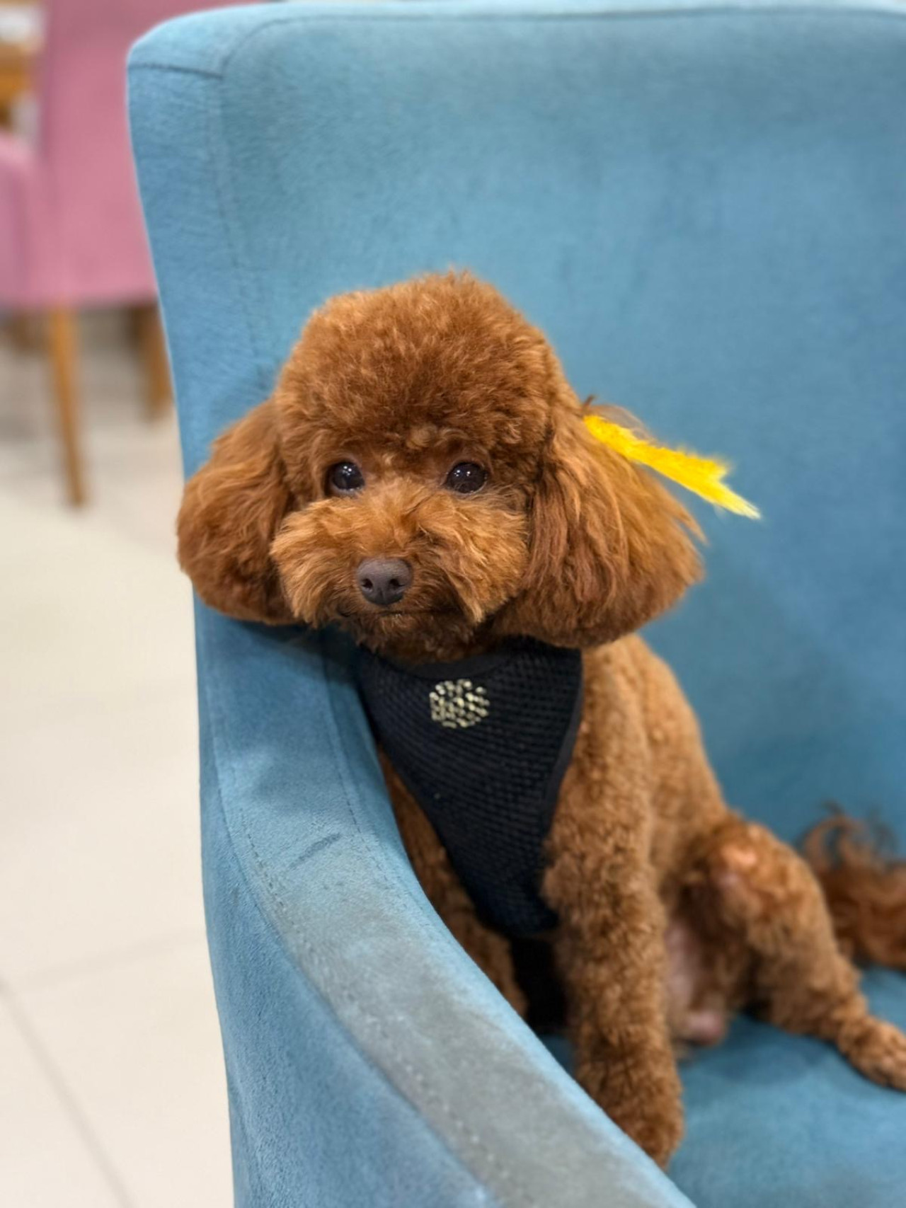 Toy poodle