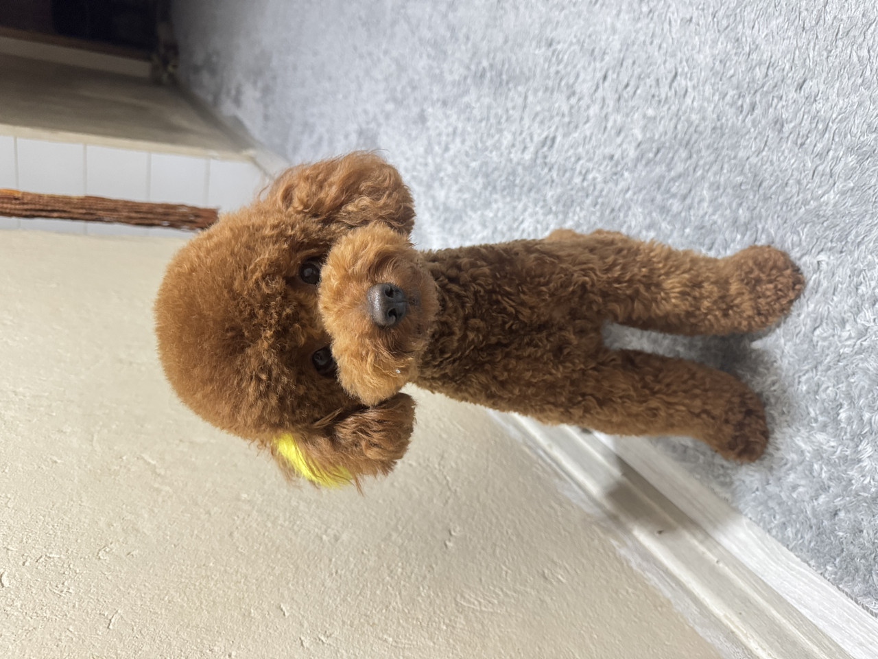 Dişi Eş Arıyoruz!!!