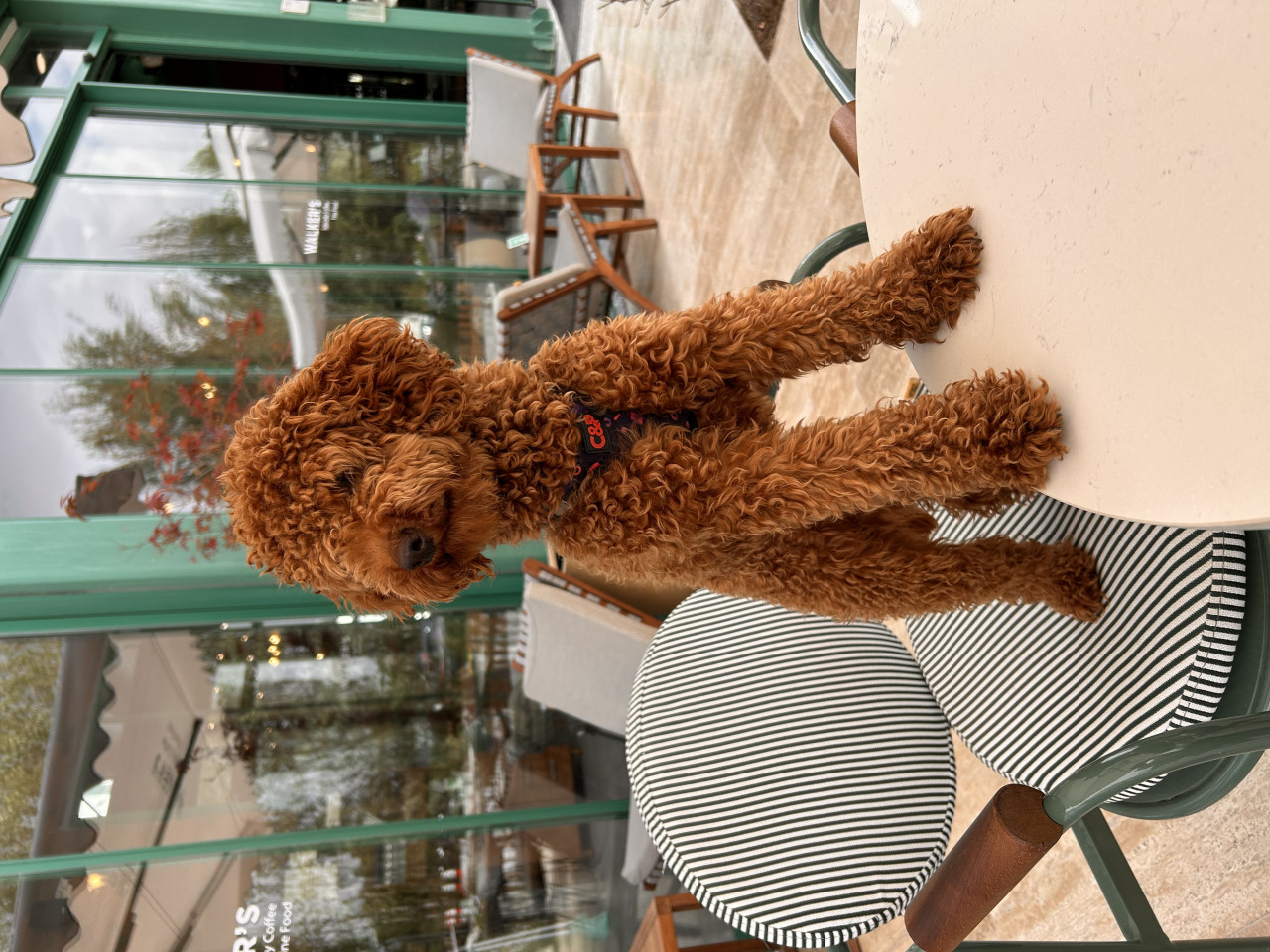 Küçük Prens Eşini Arıyor – Sıcacık Tüyleriyle Kalpleri Eritebilir!