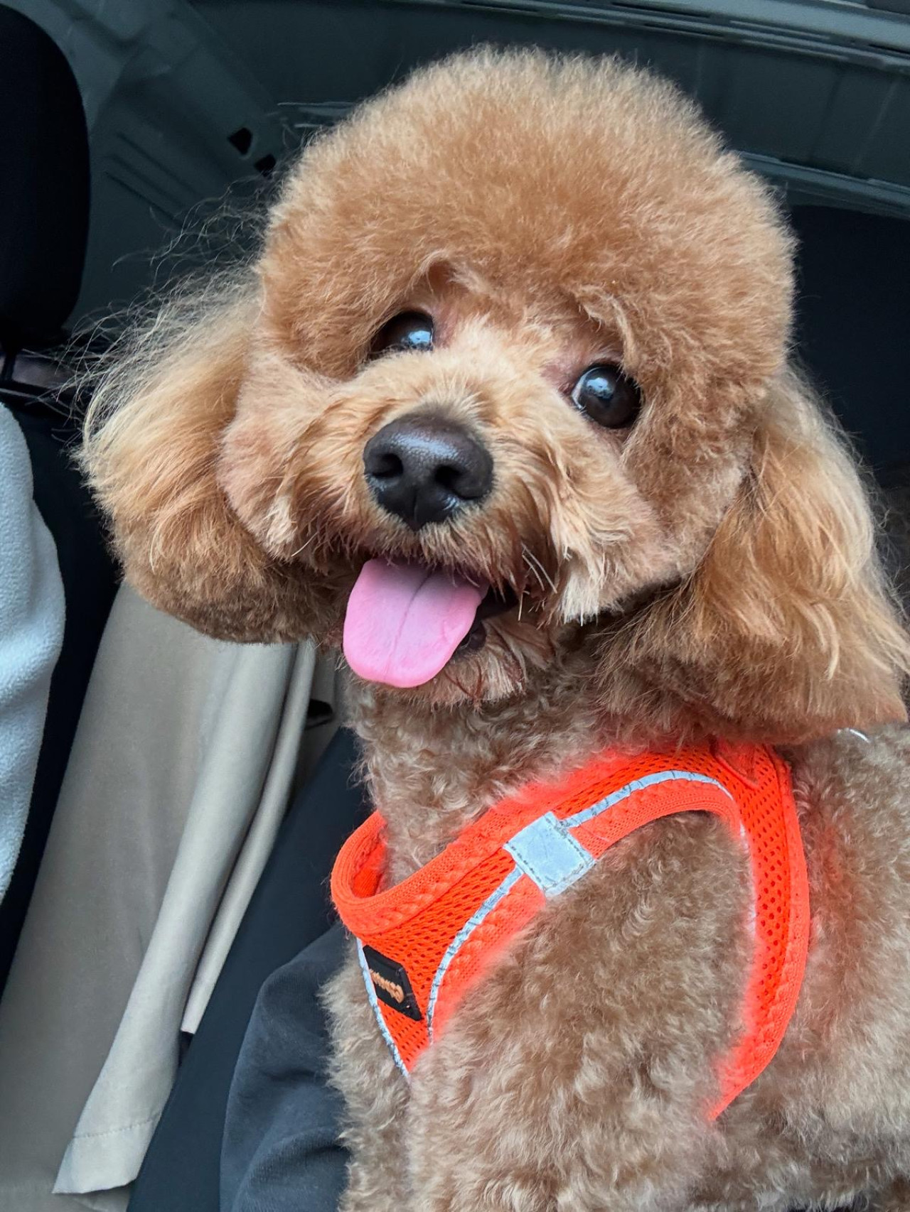 Oğlumuza prenses arıyoruz