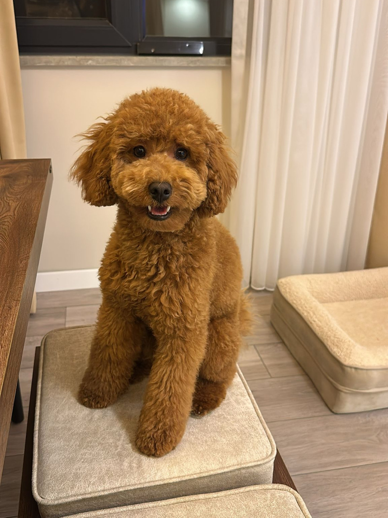 1 yaşında Toypoodlee