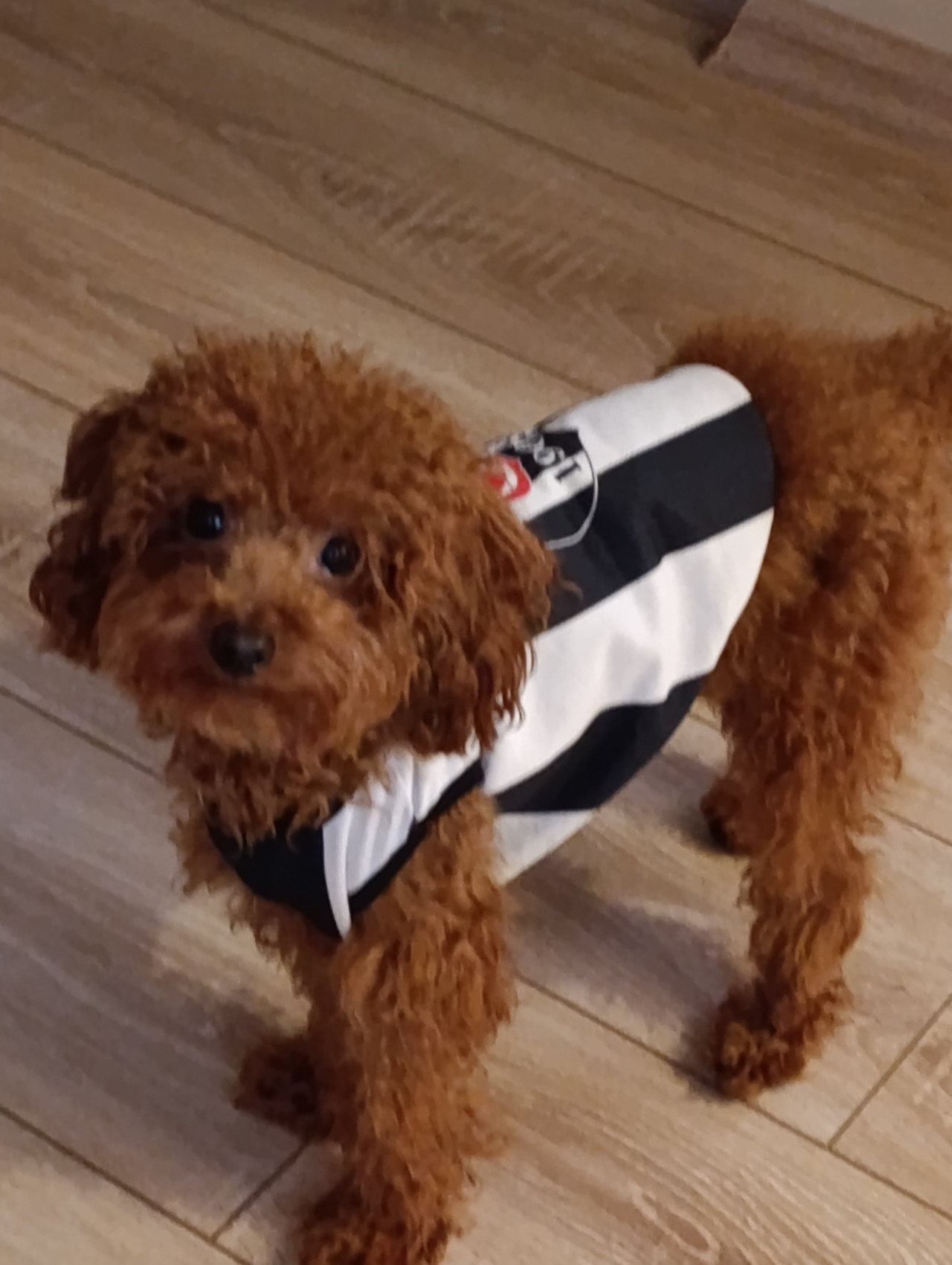 17 aylık erkek poodle